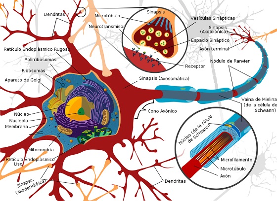 Neurona en la que se aprecia su estructura interna