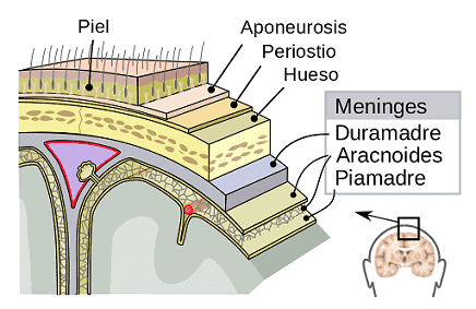 Debajo del hueso se encuentran las meninges (duramadre, aracnoides y piamadre)