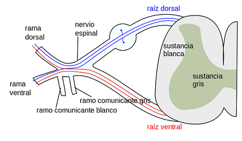 Médula espinal