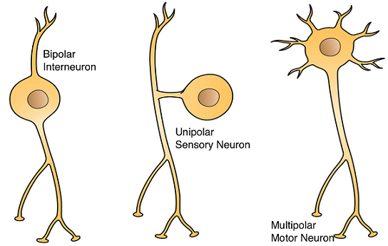 Tipos de neuronas: multipolar, unipolar y bipolar