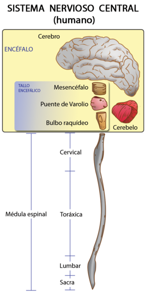 Sistema nervioso central: encéfalo y médula espinal